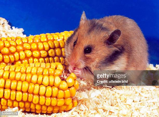 Goldhamster knabbert an Maiskörnern an einem gelben Maiskolben
