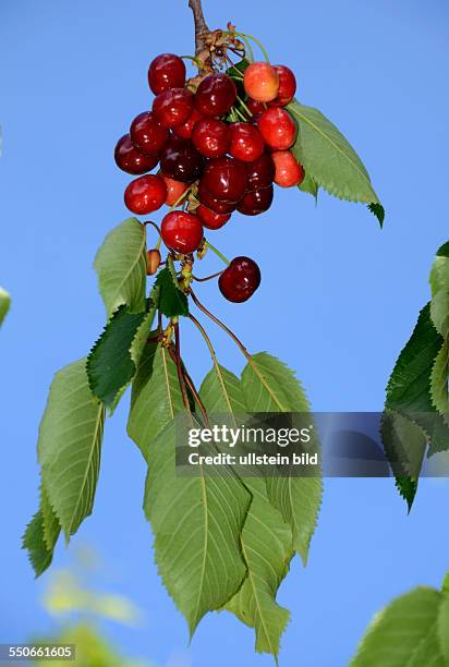 Frucht, dunkelrote Suesskirschen am Baum, Prunus Avium, Mai / Juni, Ligurien, Italien, 62531D4008