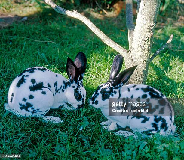 Zwei Hauskaninchen Rasse Dalmatiner Rexe auf Freilauf im Garten beschnuppern sich