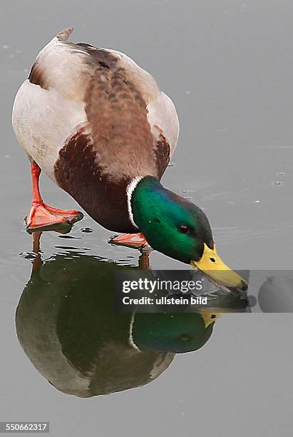 Stockente Anas platyrhynchos, Erpel Stockenten Ente Enten Wasservogel Wasservögel Winter Eis Spiegelung spiegeln spiegelt sich Entenballett