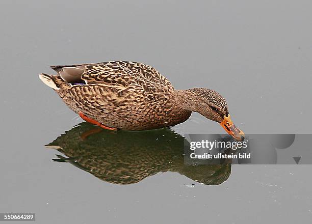 Stockente Anas platyrhynchos, Weibchen Stockenten Ente Enten Wasservogel Wasservögel Winter Eis Spiegelung spiegeln spiegelt sich Entenballett