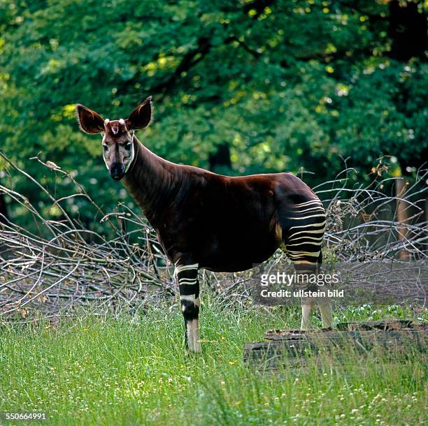 Okapi, auch Kurzhalsgiraffe oder Waldgiraffe, beheimatet im Kongo-Urwald, auf einer Waldlichtung