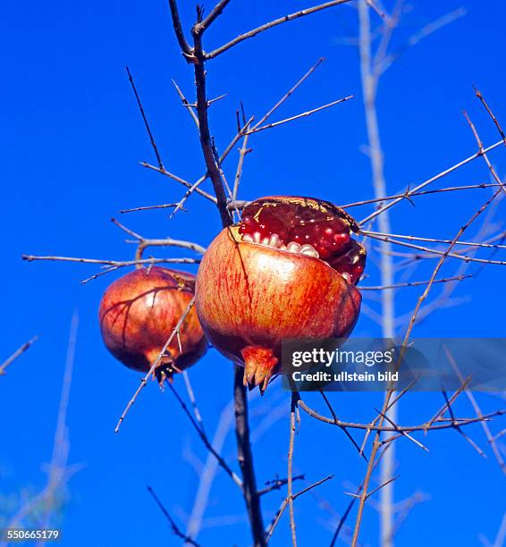 Zwei Granatäpfel am Granatbaum dabei Samenvielfalt sichtbar