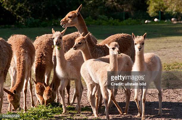 Im Tierpark Berlin-Friedrichsfelde sind zwischen Juni und August 2013 vier Vikunjas geboren. Seit jeher gehören Haltung und Zucht der Kamelartigen...