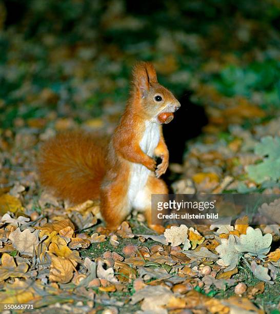 Rotes Eichhörnchen hat Haselnuss aufgesammelt, um sie im Waldboden zu verstecken