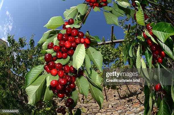 Frucht, dunkelrote Suesskirsche am Baum, Prunus Avium, Mai / Juni, Ligurien, Italien, 62531D4104