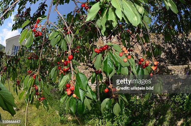Frucht, dunkelrote Suesskirsche am Baum, Prunus Avium, Mai / Juni, Ligurien, Italien, 62531D4111