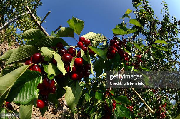 Frucht, dunkelrote Suesskirsche am Baum, Prunus Avium, Mai / Juni, Ligurien, Italien, 62531D4137