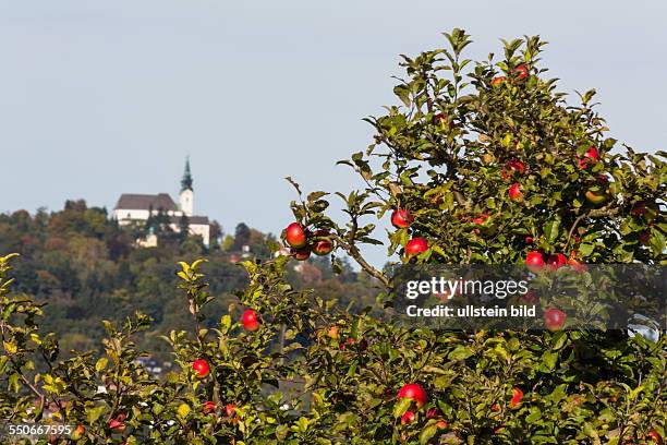 Ein Apfelbaum im Herbst mit dem Pöstlingberg in Linz, Oberösterreich