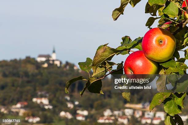 Ein Apfelbaum im Herbst mit dem Pöstlingberg in Linz, Oberösterreich
