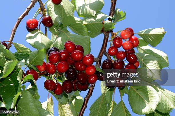 Frucht, dunkelrote Suesskirsche am Baum, Prunus Avium, Mai / Juni, Ligurien, Italien, 62531D4122