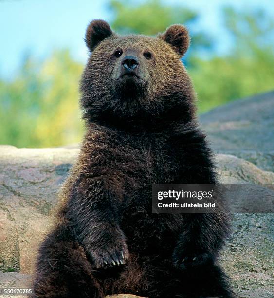 Junger Braunbär steht auf den Hinterbeinen auf einem Waldfelsen, um Übersicht zu gewinnen
