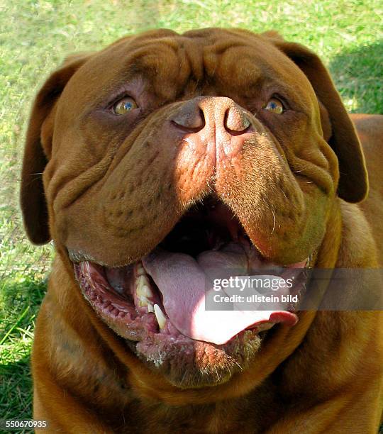 Porträt Bordeauxdogge, ein furchteinflössender Wachhund