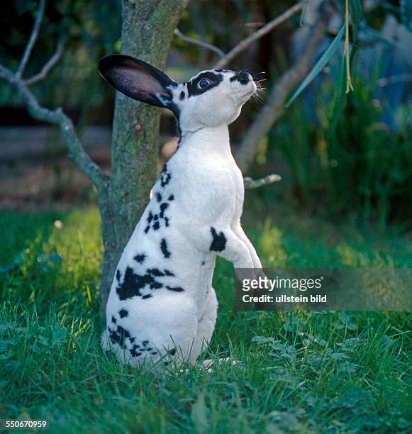 Hauskaninchen Rasse Dalmatiner Rexe auf Freilauf im Garten macht Männchen an einer Trauerweide