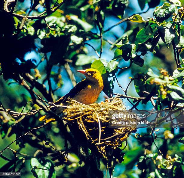 Pirolmännchen füttert seine Jungen im Nest im Apfelbaum