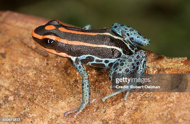 ranitomeya duellmani, family dendrobatidae - warning coloration stockfoto's en -beelden
