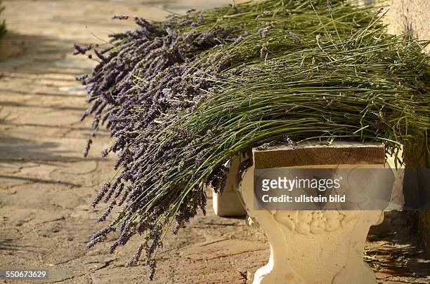 Lavendel-Blueten, echter L., Lavandula angustifolia, blau, trocknen im Hausgarten, Duftstoffpflanze, Küchengewürz, Aromapflanze, Ligurien, Italien, -...
