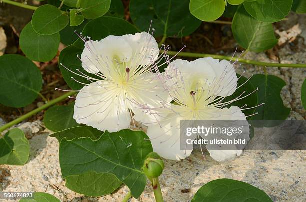 Kapern-Blueten, weiss-gelb mit Knospe, Capparis spinosa, Dorniger Kapernstrauch, Gewuerzpflanze, Heilmittel, Ligurien, Italien, - undatiert