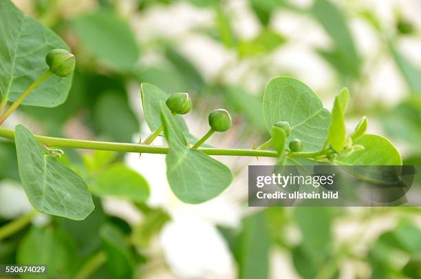 Kapern-Zweig, mit Knospen, Capparis spinosa, Dorniger Kapernstrauch, Gewuerzpflanze, Heilmittel, Ligurien, Italien, - undatiert