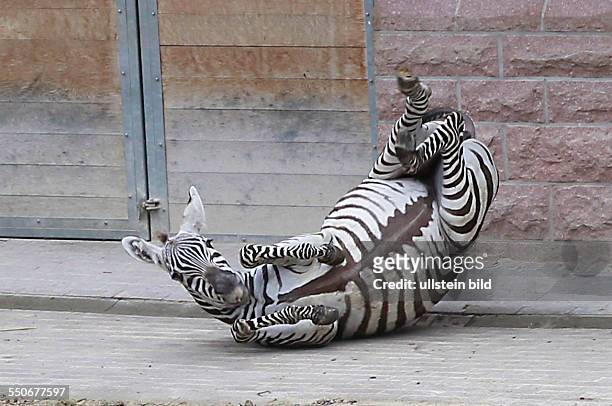 Bergzoo Halle / Saale aus dem Safaripark Beeskebergen in Hilvarenweek trafen am Mittwoch zwei neue Zebrastuten ( Natalie und Sacha ein, die für...