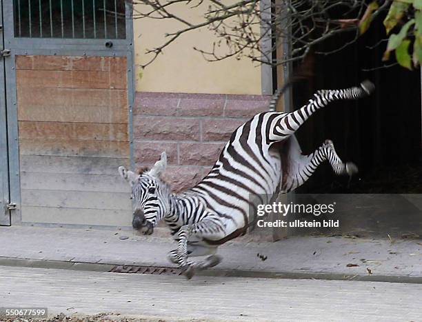 Bergzoo Halle / Saale aus dem Safaripark Beeskebergen in Hilvarenweek trafen am Mittwoch zwei neue Zebrastuten ( Natalie und Sacha ein, die für...