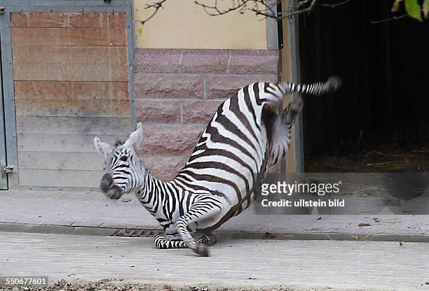 Bergzoo Halle / Saale aus dem Safaripark Beeskebergen in Hilvarenweek trafen am Mittwoch zwei neue Zebrastuten ( Natalie und Sacha ein, die für...