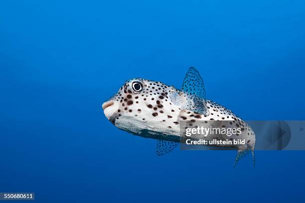 Common Porcupinefish, Diodon hystrix, Socorro, Revillagigedo Islands, Mexico