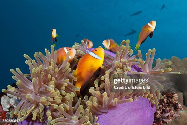 Maldives Anemonefish, Amphiprion nigripes, North Male Atoll, Maldives