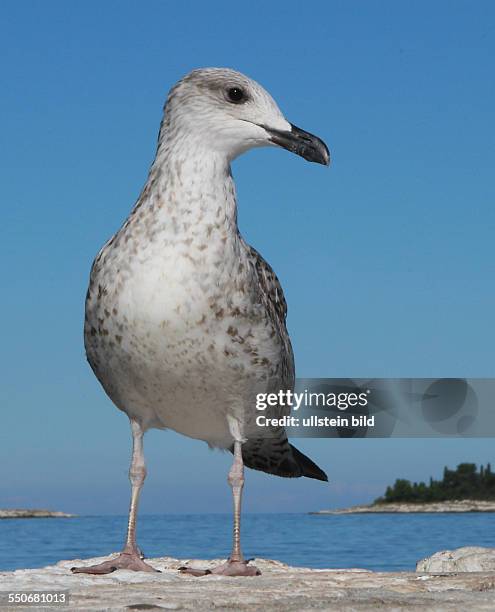 Kroatien Istrien, Rovin, j Larus cachinans Weisskopfmöve Möwe