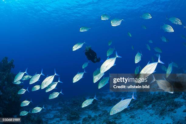 Scuba Diver and Shoal of Bluefin Trevally, Caranx melampygus, Paradise Reef, Red Sea, Egypt