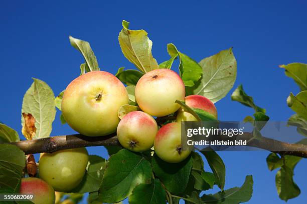 Apples "Champagnerrenette" apple tree