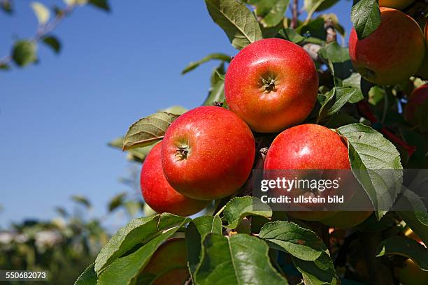 Apples " Gerlinde" apple tree