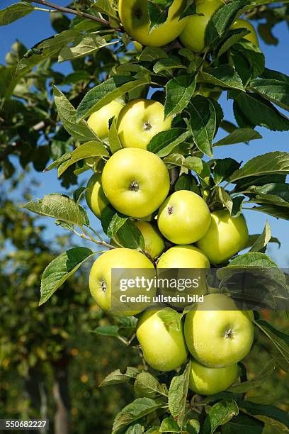 Apples " Gelbe Schleswiger Renette" apple tree