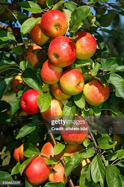 Apples " Gerlinde" apple tree
