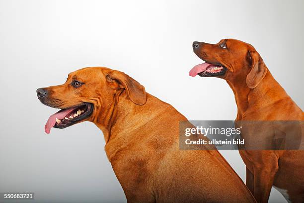 Foxhound With Rhodesian 131 African Lion Hound Stock Photos, High-Res Pictures, and Images ...