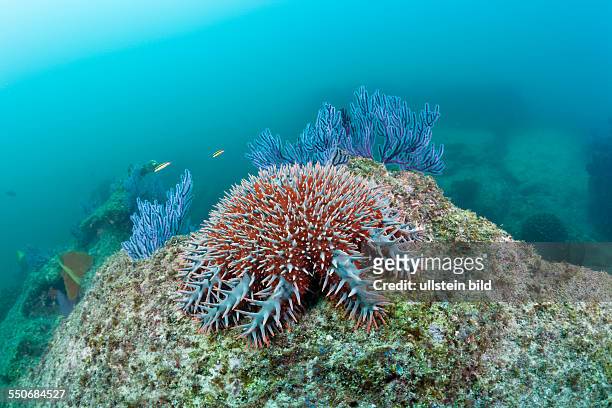 Crown-of-Thorns Starfish on Coral Reef, Acanthaster planci, Cabo Pulmo Marine National Park, Baja California Sur, Mexico