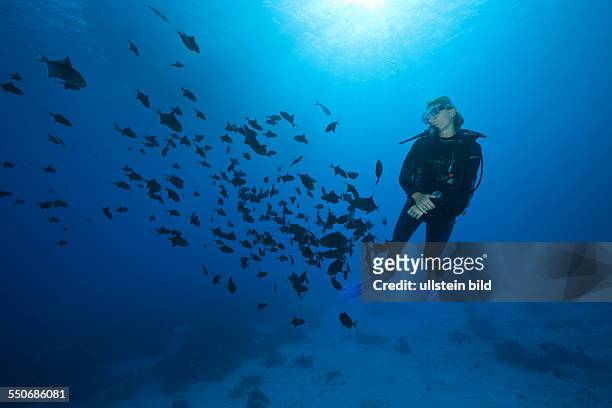Scuba Diver and Shoal of Redtooth Triggerfish, Odonus niger, St. Johns, Red Sea, Egypt