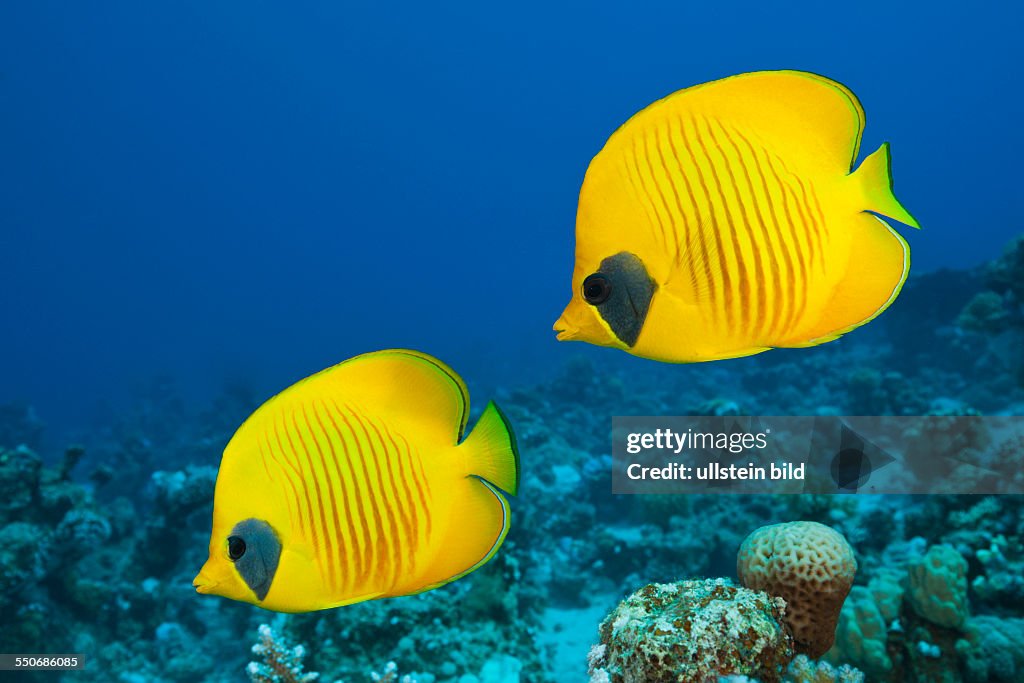 Pair of Masked Butterflyfish, Chaetodon semilarvatus, St. Johns, Red Sea, Egypt