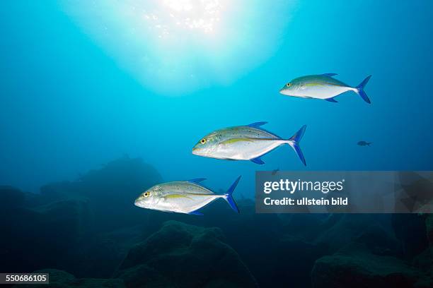 Bluefin Trevally, Caranx melampygus, San Benedicto, Revillagigedo Islands, Mexico