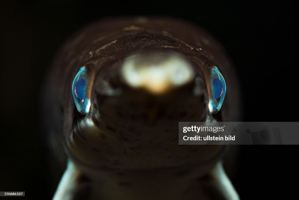 Spotted Gar, Lepisosteus oculatus, Florida, USA