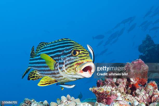 Oriental Sweetlips cleaned by Cleaner Wrasse, Plectorhinchus vittatus, Labroides dimidiatus, South Male Atoll, Maldives