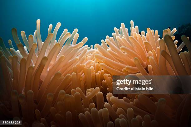 Tentacles of Sea Anemone, Heteractis magnifica, Cenderawasih Bay, West Papua, Indonesia