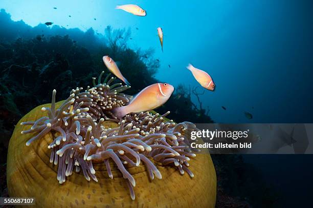 Pink Anemonefish in Magnificent Sea Anemone, Amphiprion perideraion, Heteractis magnifica, Cenderawasih Bay, West Papua, Indonesia