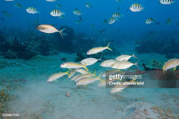 144 Mulloidichthys Stock Photos, HighRes Pictures, and Images Getty