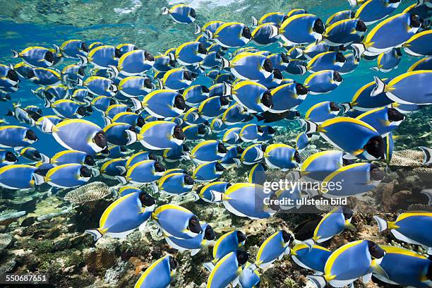 Shoal of Powder Blue Tang, Acanthurus leucosternon, Thaa Atoll, Maldives