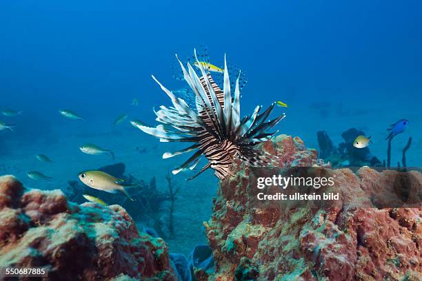 Invasive Lionfish, Pterois volitans, Caribbean Sea, Dominica