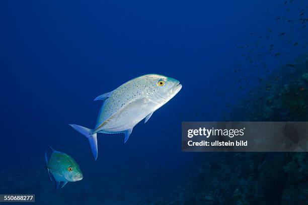 Bluefin Trevally, Caranx melampygus, St. Johns, Red Sea, Egypt