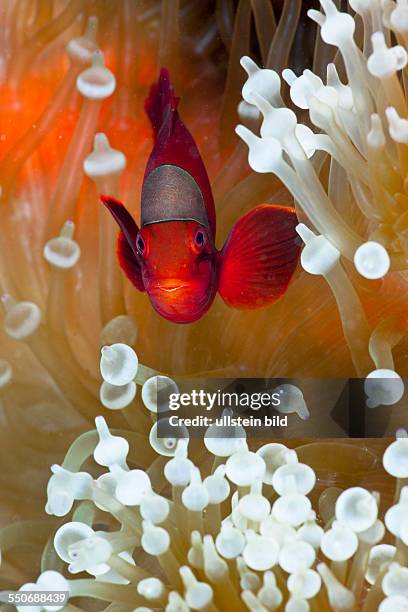 Spinecheek Clownfish in white Bubble Tip Sea Anemone, Premnas aculeatus, Entacmaea quadricolor, Cenderawasih Bay, West Papua, Indonesia