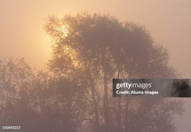 morning fog and white ash trees - ホワイトアッシュ ストックフォトと画像