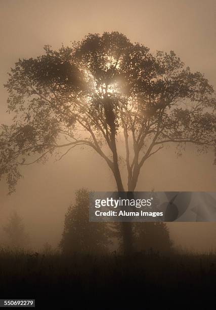 sunrays through elm in fog - american elm stock-fotos und bilder